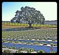 Healthy Harvest Berries Inc.